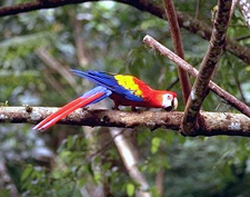 Costa Rica-Pacific Coast-Jungle & Beach Adventure Ride - Mountains to Coast